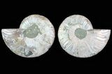 Cut & Polished Ammonite Fossil - Agatized #78582-1